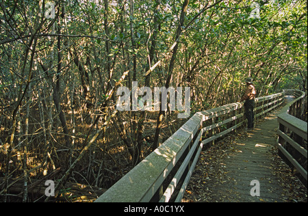 Escursionista sul Boardwalk, mangrovie sentiero vicino a nove miglia di stagno, Everglades Parco Nat, Florida, Stati Uniti d'America Foto Stock