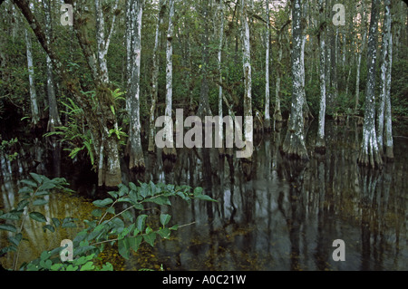 Il cipresso calvo al trefolo di Sweetwater area, Big Cypress Nat preservare, Florida, Stati Uniti d'America Foto Stock