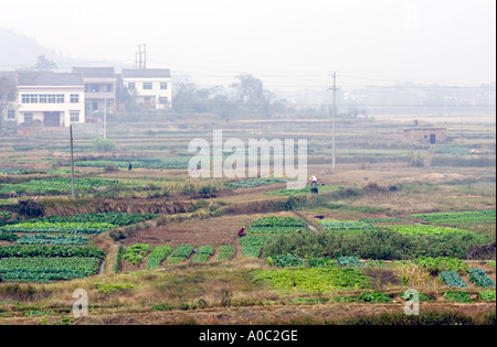 Cina Shanghai il popolo cinese che lavorano nel loro piccolo giardino tenute nella periferia di Shanghai Foto Stock