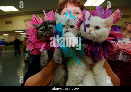 CFA IAMS Cat Show al Madison Square Garden di New York Foto Stock