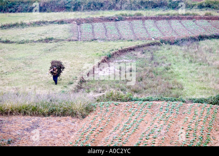 Cina Shanghai uomo cinese che trasportano il raccolto dal suo piccolo giardino appezzamento alla periferia di Shanghai Foto Stock