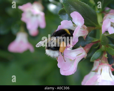 Bumble Bee per raccogliere il polline in rosa Escallonia fiore in un giardino di Cheshire Foto Stock