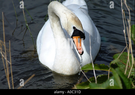 Un Cigno alimentazione su un lago a Hankelow Cheshire England Regno Unito Regno Unito Foto Stock