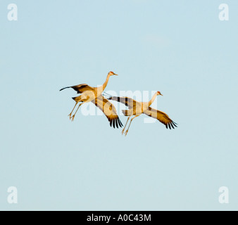 Bosque del Apache - New Mexico - USA Sandhill gru volare a roost al tramonto Grues du Canada Grus canadensis Foto Stock