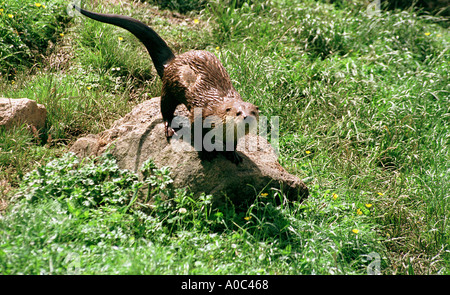 Otter Butterfly e Otter santuario South Devon Foto Stock