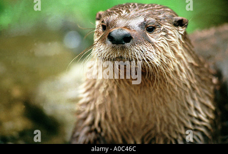 Lontra presso la farfalla e la lontra santuario South Devon Foto Stock