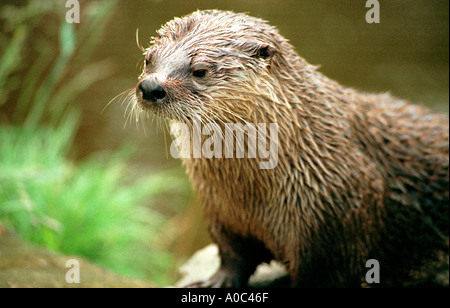 Lontra in cattività a farfalla e Otter Santuario South Devon Foto Stock