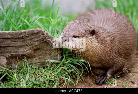 La lontra in cattività a farfalla e la lontra Santuario South Devon Regno Unito Foto Stock