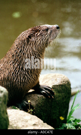 Lontra presso il santuario in South Devon dove hanno il successo di un programma di allevamento Foto Stock