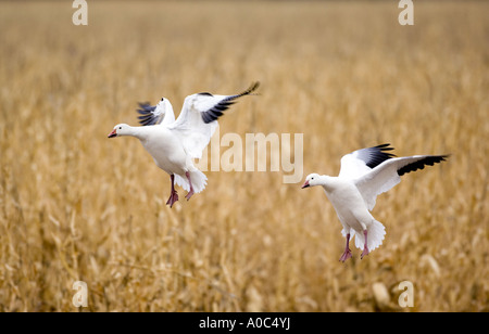 Bosque del Apache - New Mexico - USA le oche delle nevi di atterraggio in un cornfield per alimentare Oies des Neiges Chen caerulescens Foto Stock