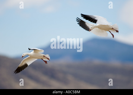 Bosque del Apache - New Mexico - USA Coppia di oche delle nevi venuta in terra a Oies des Neiges Chen caerulescens Foto Stock