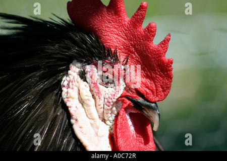 Vecchia di fronte Bianco Nero Gallo spagnolo Foto Stock