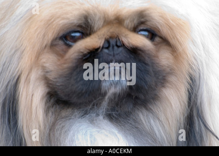 Close up ritratto di un pedigree Pekinese dog Foto Stock