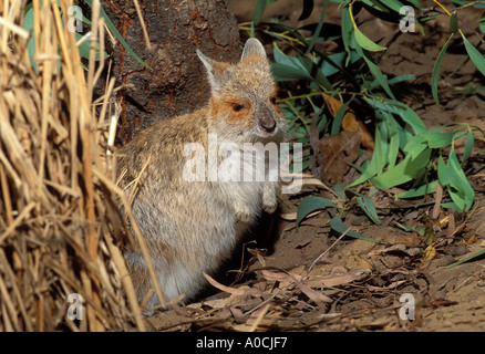 SPECTACLED HARE WALLABY Lagorchestes conspicillatus adulto Queensland Australia Foto Stock