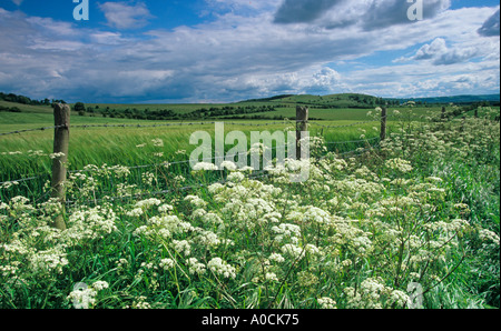 Estate colline Ivinghoe Bucks REGNO UNITO Foto Stock