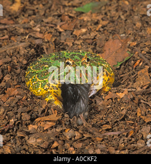 Rana argentina cornea Ceratophrys ornata che inghiottisce il mouse Foto Stock