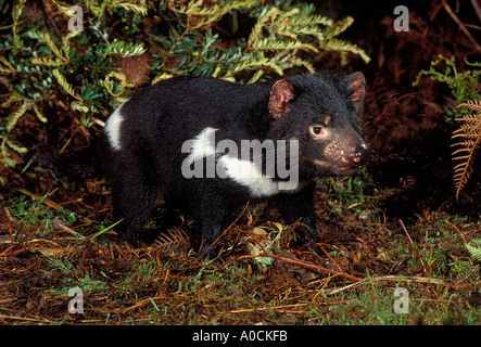 Diavolo della Tasmania Sarcophilus harrisii adulto Tasmania Australia Foto Stock