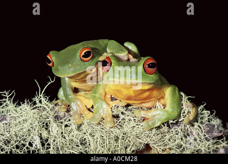 ORANGE THIGHED RAGANELLA Litoria chloris nella foresta pluviale Parco Nazionale Lamington Queensland Australia Foto Stock