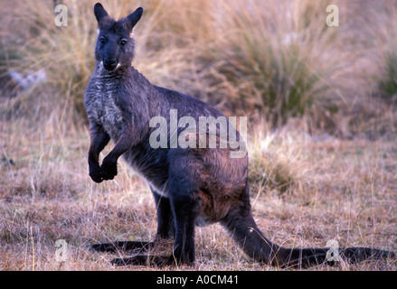 WALLAROO COMUNE O EURO Macropus robustus maschio adulto Australia centrale Foto Stock