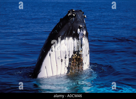 HUMPBACK WHALE Megaptera novaeangliae Spy hopping Hervey Bay Queensland Australia le specie in via di estinzione Foto Stock