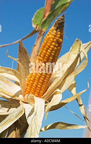 Sulla pannocchia di mais pronto per il raccolto con la lolla parzialmente tirata indietro impostare vistosamente contro un cielo blu Foto Stock