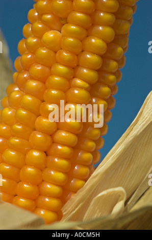 Sulla pannocchia di mais pronto per il raccolto con la lolla parzialmente tirata indietro impostare vistosamente contro un cielo blu close up Foto Stock