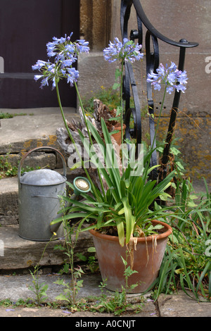 AGAPANTHUS cresce in una pentola di creta da una porta anteriore con un annaffiatoio, WILTSHIRE REGNO UNITO Foto Stock