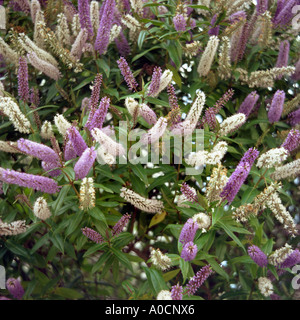 Buddleia con viola e fiori bianchi Foto Stock