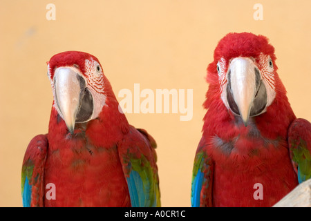 Scarlet Macaw Pulau Langkawi Malaysia Foto Stock