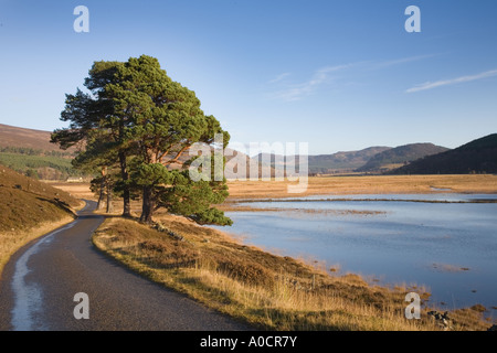Inondati fiume Dee valley campi e alberi intrecciati in presenza di luce solare dopo dicembre piogge pesanti, Mar Lodge Estate, Cairngorms National Park Scotland Regno Unito Foto Stock
