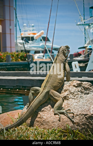 Iguana verde nella zona portuale di Aruba Foto Stock