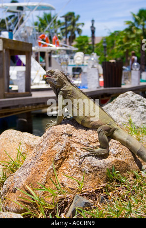 Iguana verde nella zona portuale di Aruba Foto Stock