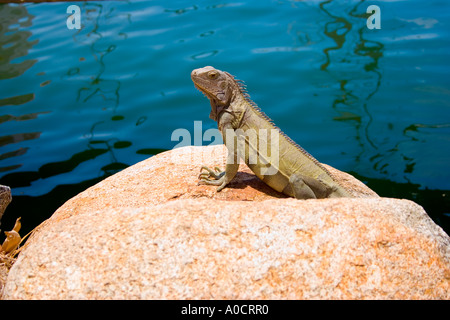 Iguana verde nella zona del porto di Oranjestad, Aruba Foto Stock