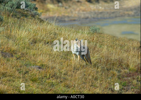 Coyote sulle rive del fiume Yellowstone Parco Nazionale di Yellowstone Wyoming Foto Stock