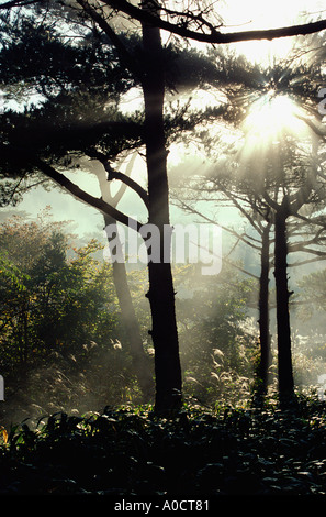 La luce del sole splende attraverso la mattina presto la nebbia nella foresta Ebino Kogen Kirishima Yaku Parco Nazionale di Kyushu in Giappone Foto Stock