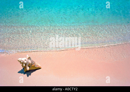 Conch shell sulla sabbiosa spiaggia tropicale nella regione dei Caraibi Foto Stock