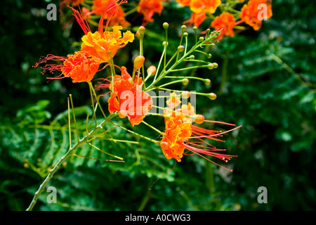 Caesalpinia pulcherrima - Caraibi Flora Foto Stock