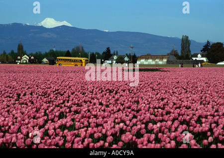 Tulip festival di Skagit Valley nello Stato di Washington. Mt Baker può essere visto in background Foto Stock