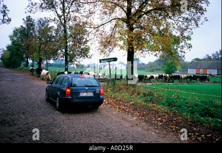 Il fiume Biebrza nel villaggio Brzostowo, vacche camminando sulla strada di pietra Foto Stock