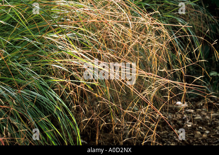 STIPA ARUNDINACEA (Fagiano di coda di erba) presso Knoll giardino DORSET Foto Stock