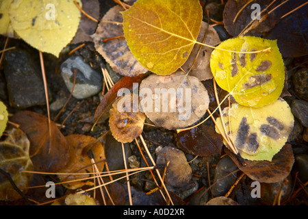 Autunno foglie colorate e di aghi di pino sulla terra con gocce d'acqua Foto Stock