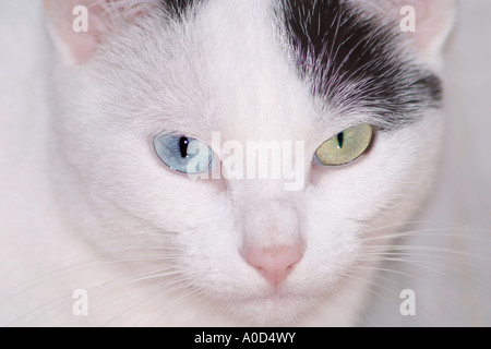 Odd eyed cat in stretta verso l'alto. Ella ha uno blu e uno verde dell'occhio Foto Stock