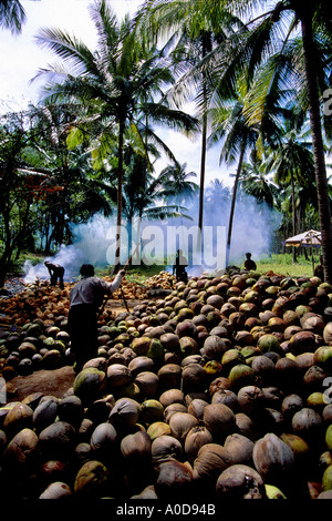 Thailandia Koh Samui Island, noci di cocco essendo il riso semigreggio da lavoratori tailandese Foto Stock