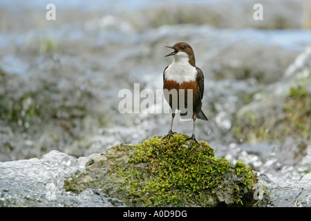 DIPPER Cinclus cinclus cantare su roccia nel flusso DERBYSHIRE APRILE Foto Stock