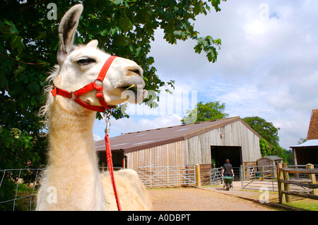 Lama con il filo rosso Foto Stock