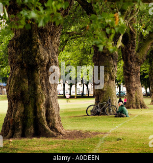 Percorso di vecchi alberi di pianura in London Fields Park East London Inghilterra England Regno Unito Foto Stock