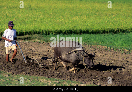 Un contadino arando un campo di riso con un bufalo indiano di acqua nelle Filippine Foto Stock