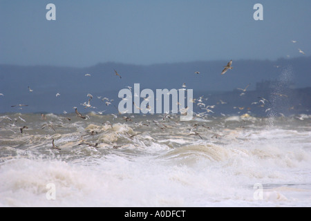 I gabbiani in volo sopra il mare tempestoso Cley Norfolk Inghilterra Novembre Foto Stock