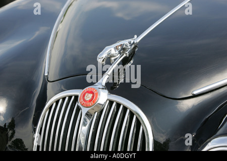 Rampante gatto sul cofano di una Jaguar Foto Stock