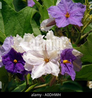 Stella gigantesca struttura di patata Solanum macranthum fioritura Foto Stock